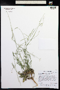 Boechera fendleri image