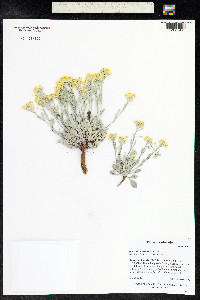 Physaria floribunda image