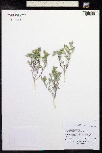 Alyssum desertorum image