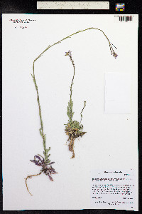 Boechera grahamii image