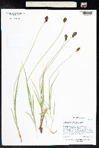 Carex pachystachya image
