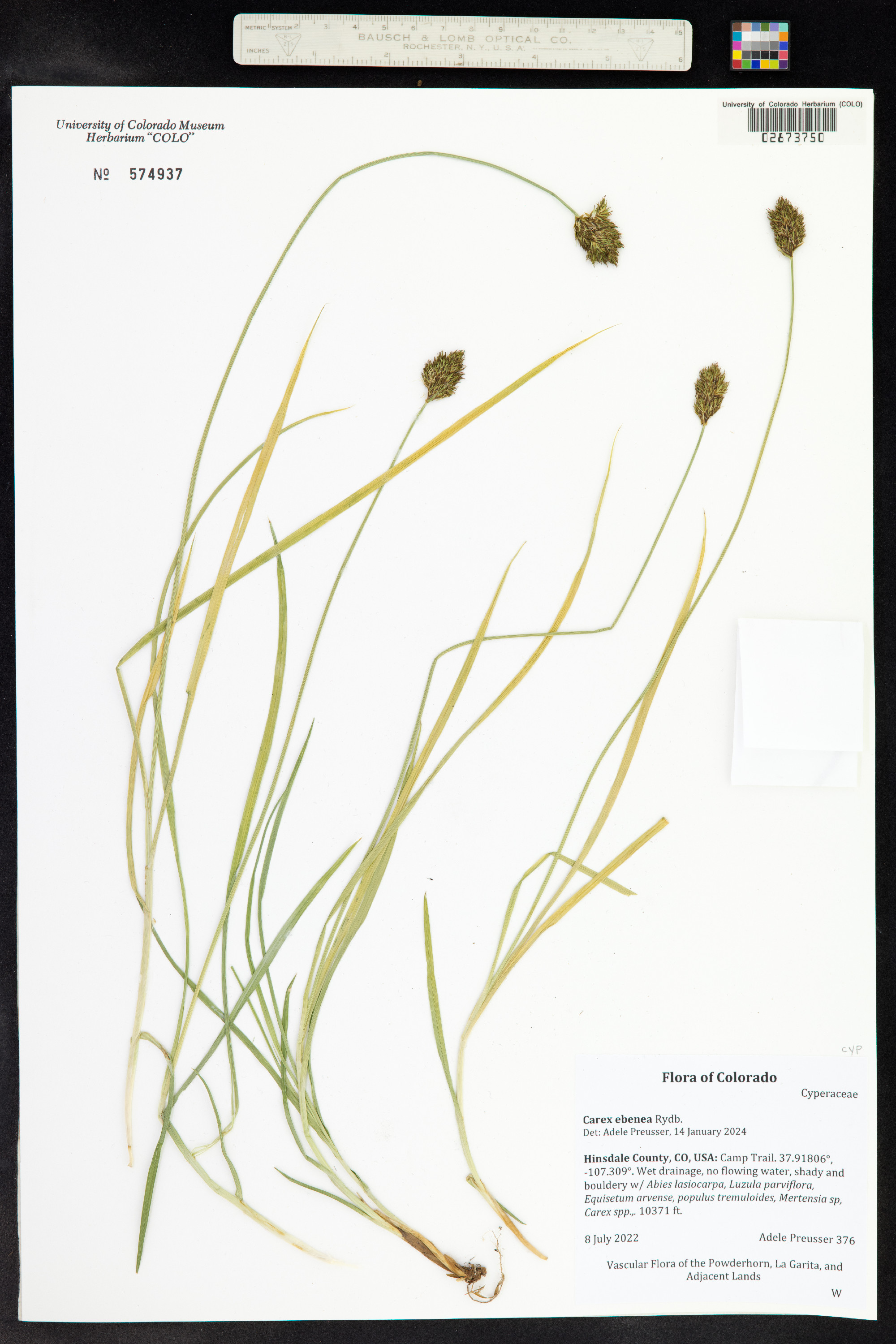 Carex ebenea image
