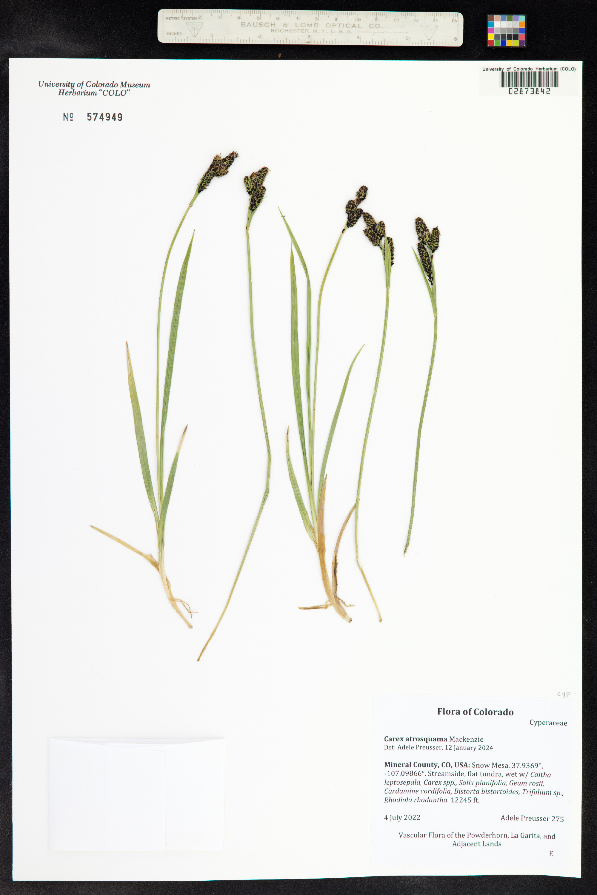 Carex atrosquama image