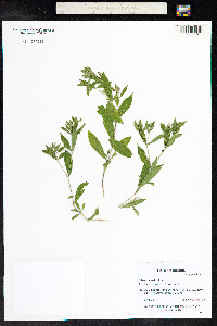 Silene menziesii image