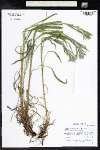 Hackelia floribunda image