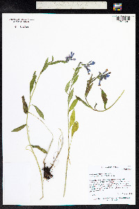 Mertensia franciscana image