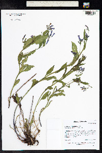 Mertensia franciscana image