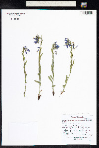 Mertensia oblongifolia image