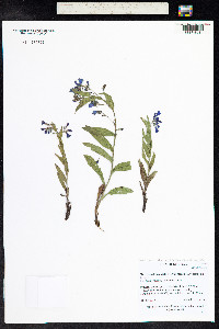 Mertensia oblongifolia image