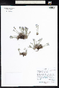 Eritrichium nanum image