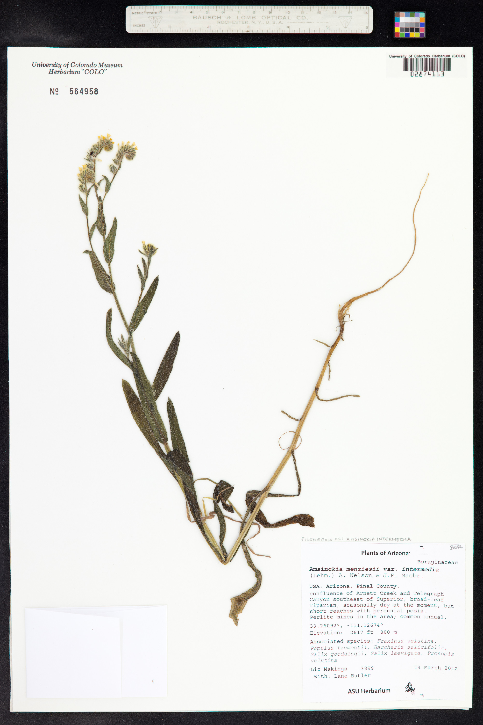 Amsinckia intermedia image