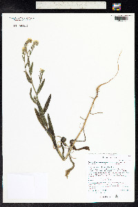 Amsinckia intermedia image