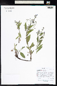 Mertensia franciscana image