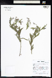 Mertensia oblongifolia image