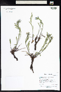 Mertensia lanceolata image