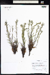 Mertensia lanceolata image