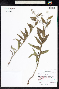 Mertensia franciscana image