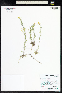 Draba aurea image