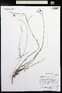 Boechera fendleri image