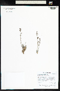 Smelowskia americana image
