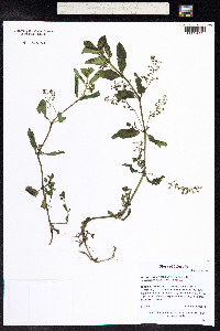 Veronica americana image