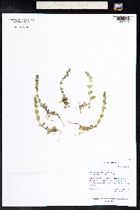 Veronica anagallis-aquatica image