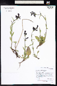 Penstemon whippleanus image