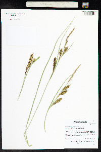Carex utriculata image
