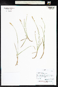 Carex siccata image