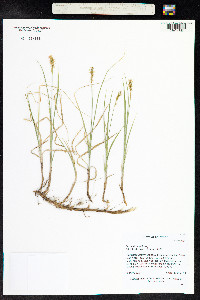 Carex siccata image