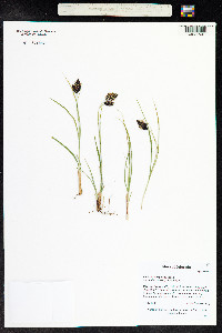 Carex atrosquama image