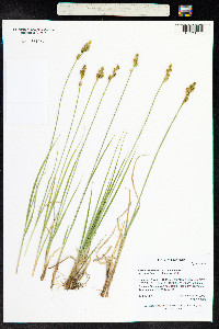 Carex canescens image