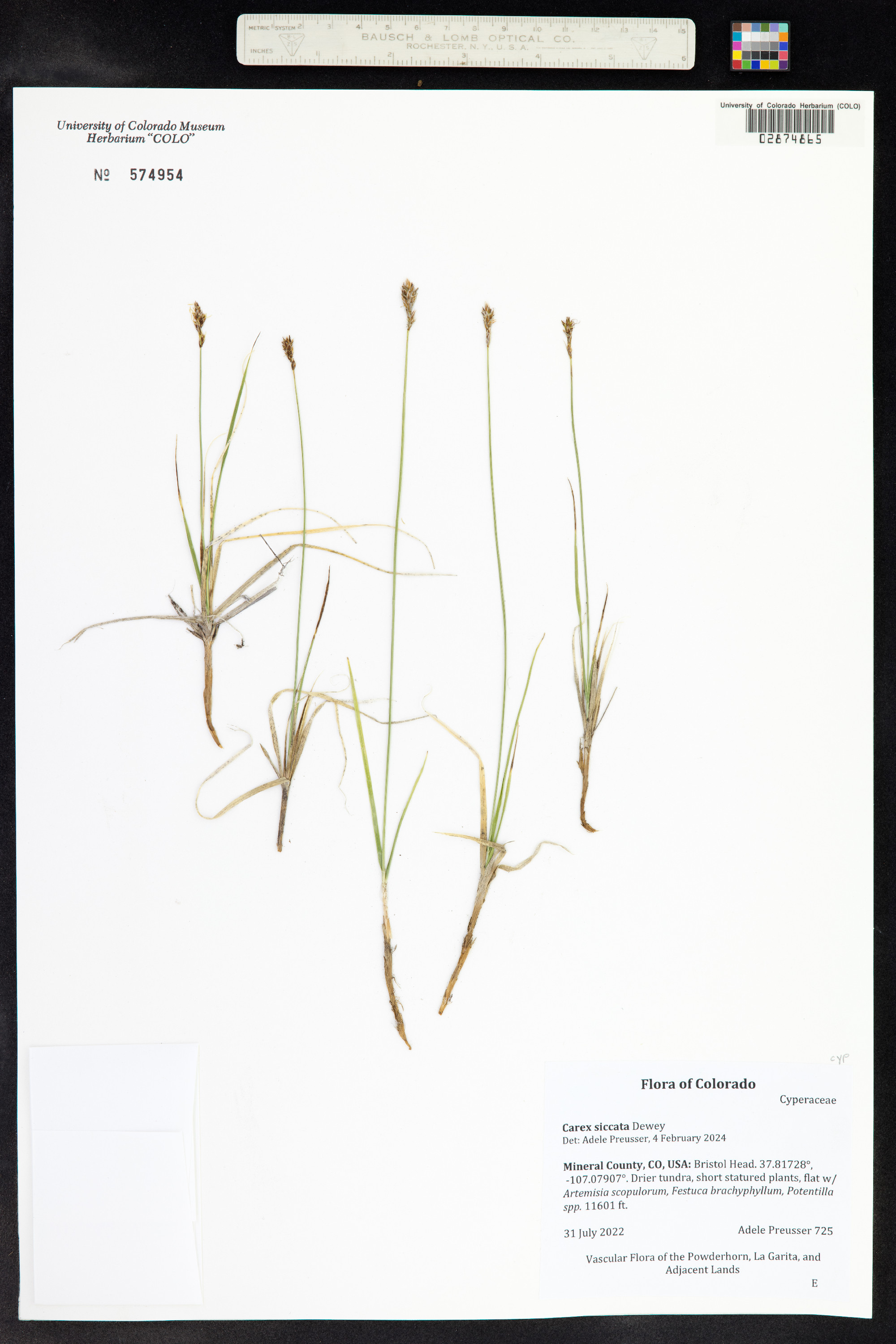 Carex siccata image