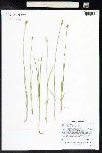 Carex siccata image