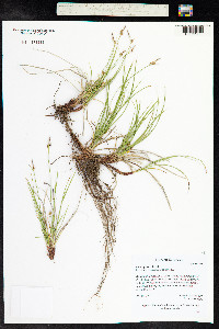 Carex geyeri image