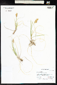 Carex douglasii image