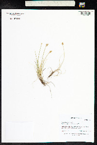 Carex douglasii image