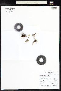 Potentilla concinna image