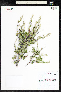 Holodiscus discolor image