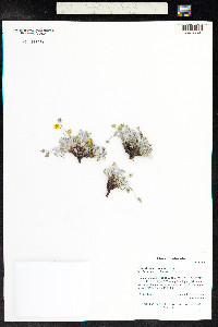 Potentilla concinna image