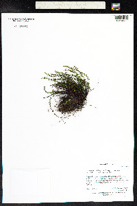 Asplenium trichomanes image