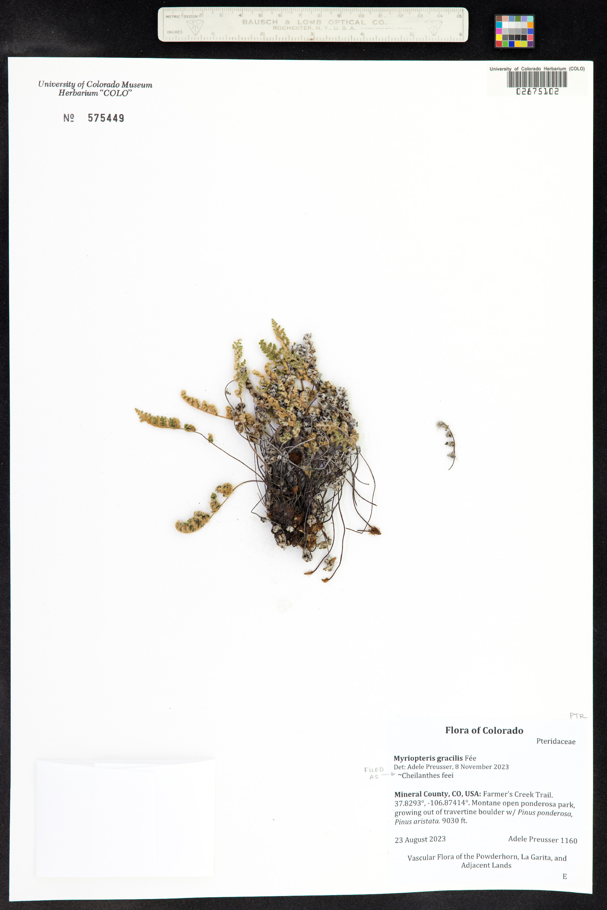 Cheilanthes féei image