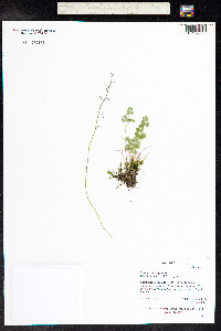 Thalictrum alpinum image