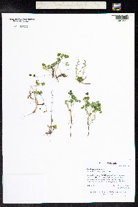 Thalictrum alpinum image