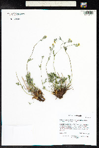 Potentilla concinna image
