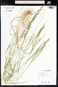 Agrostis scabra image