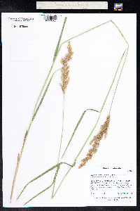 Calamagrostis canadensis image