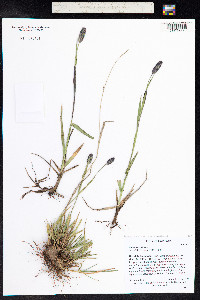 Phleum alpinum image