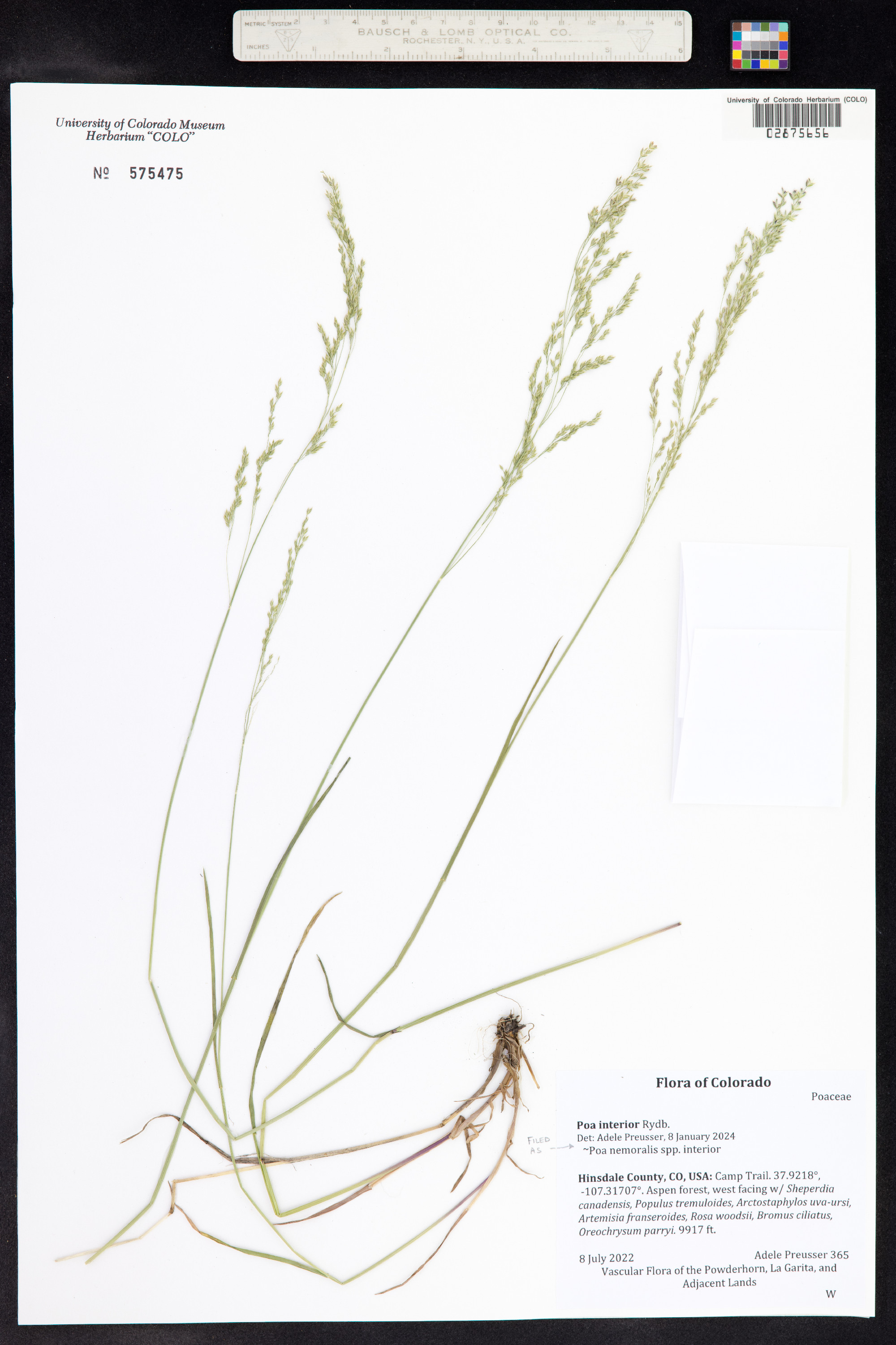 Poa nemoralis image