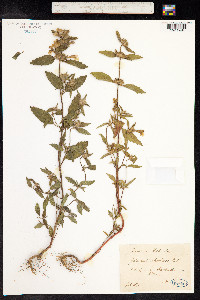 Galeopsis segetum image